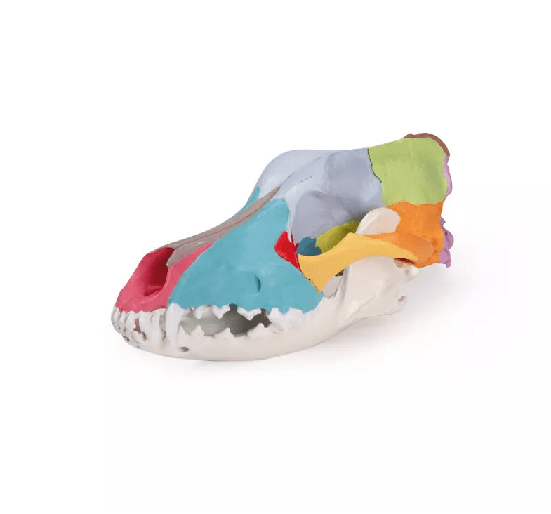 Hundeschädel mit didaktischer Bemalung - Erler - Zimmer